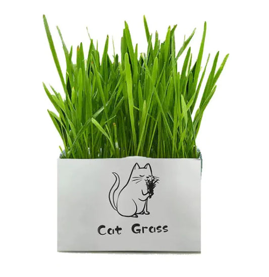 PurePaws Organic Cat Grass